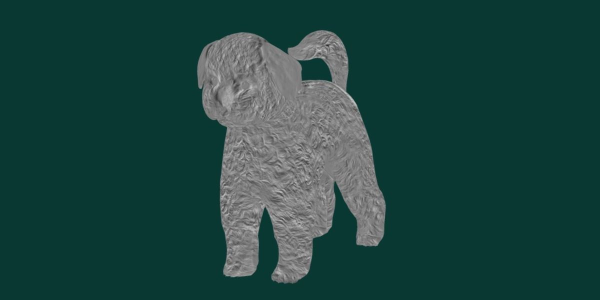 Bichon Frise Dog Breed 3D model_14