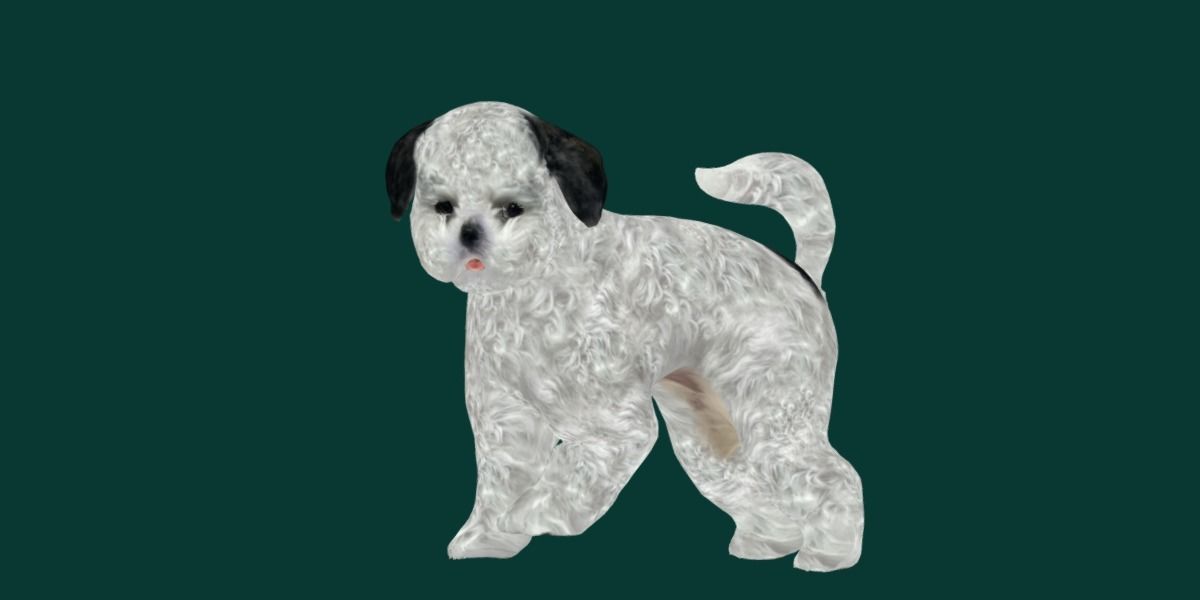 Bichon Frise Dog Breed 3D model_7