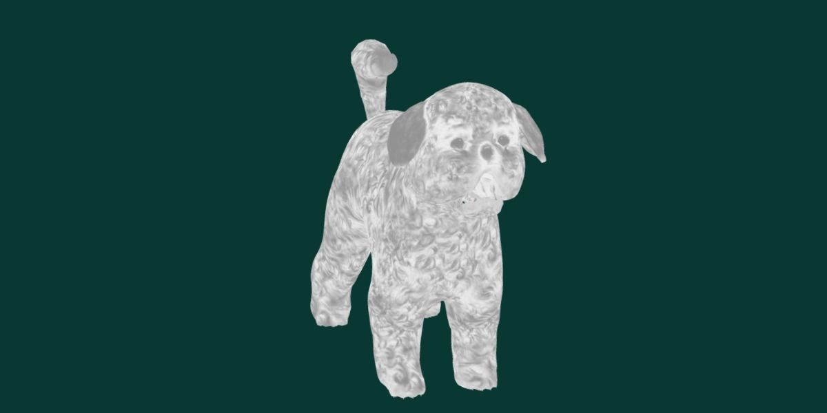 Bichon Frise Dog Breed 3D model_15