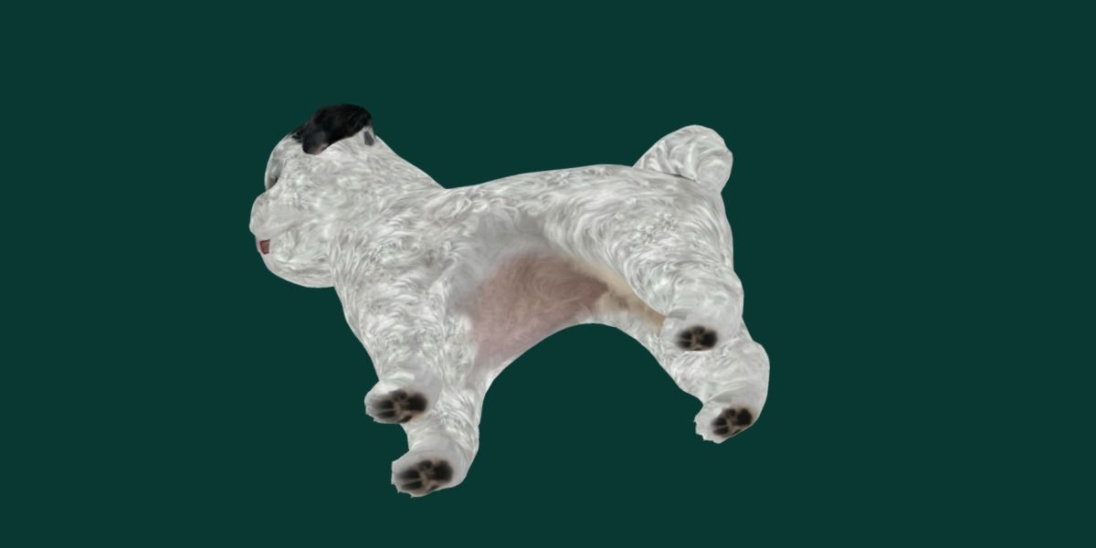 Bichon Frise Dog Breed 3D model_13