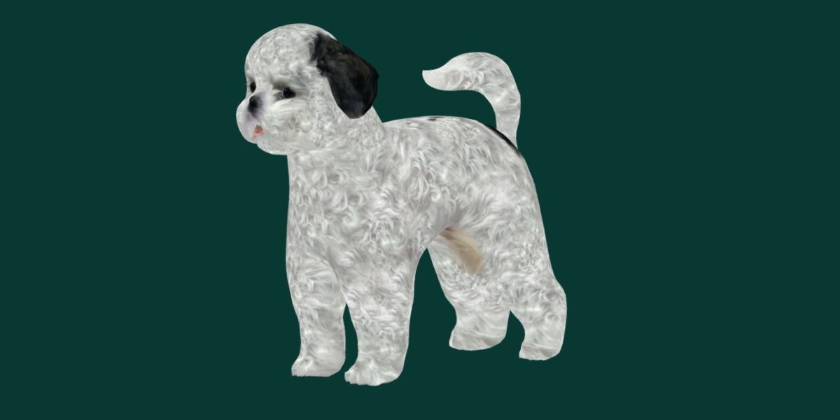 Bichon Frise Dog Breed 3D model_12