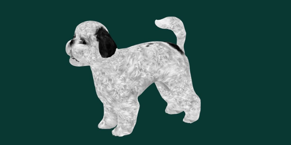 Bichon Frise Dog Breed 3D model_16