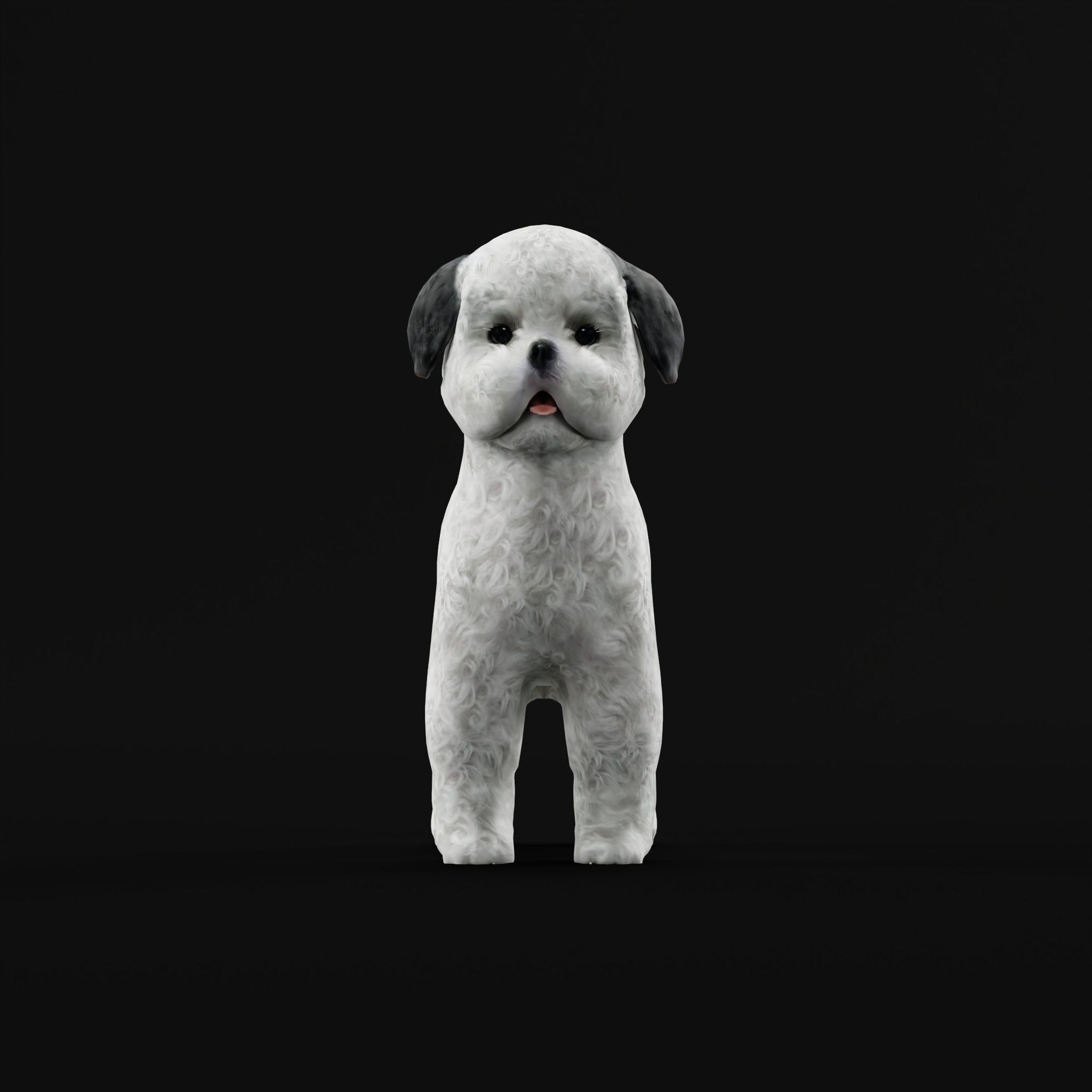 Bichon Frise Dog Breed 3D model_20