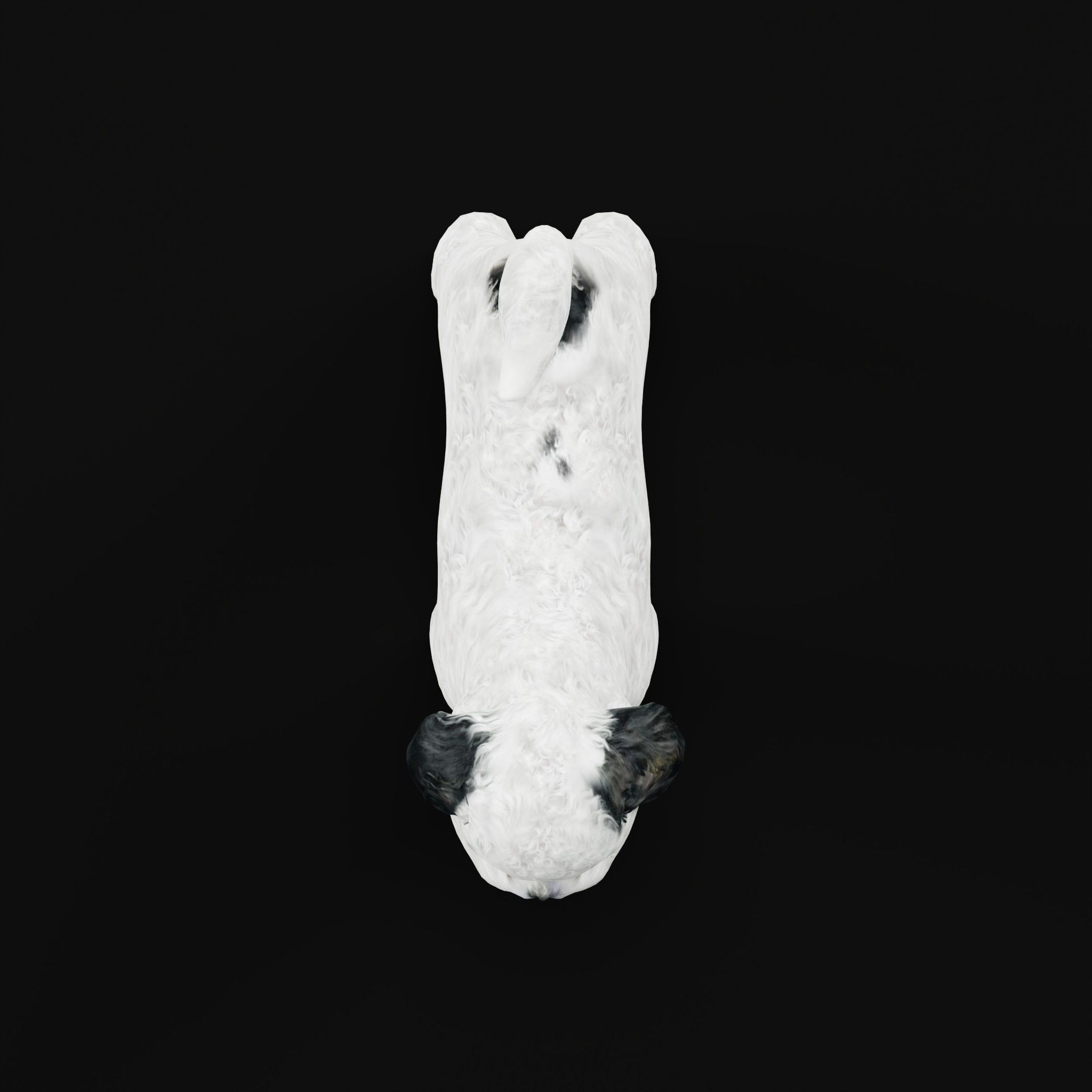 Bichon Frise Dog Breed 3D model_22