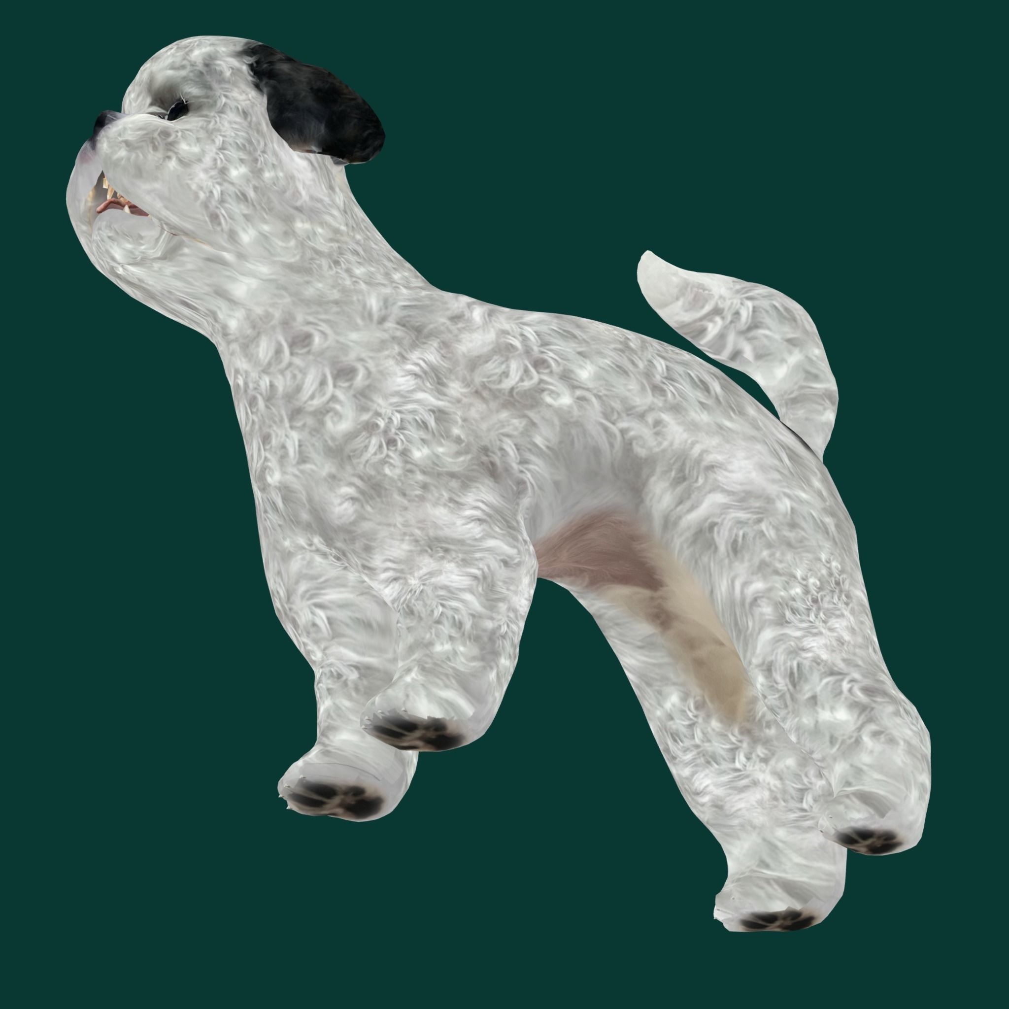 Bichon Frise Dog Breed 3D model_9