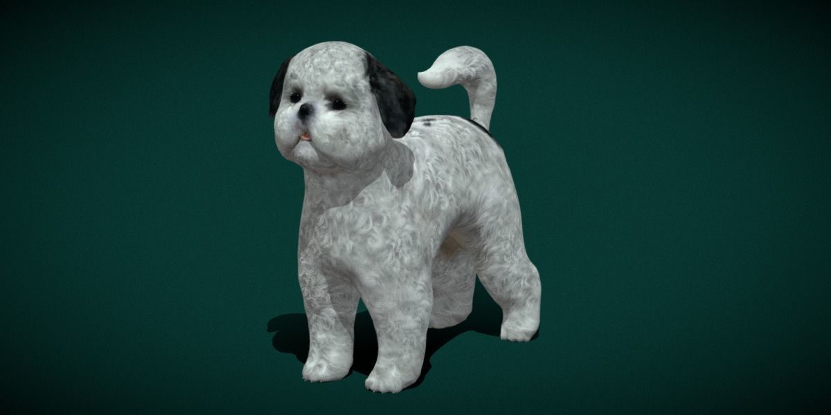 Bichon Frise Dog Breed 3D model_19