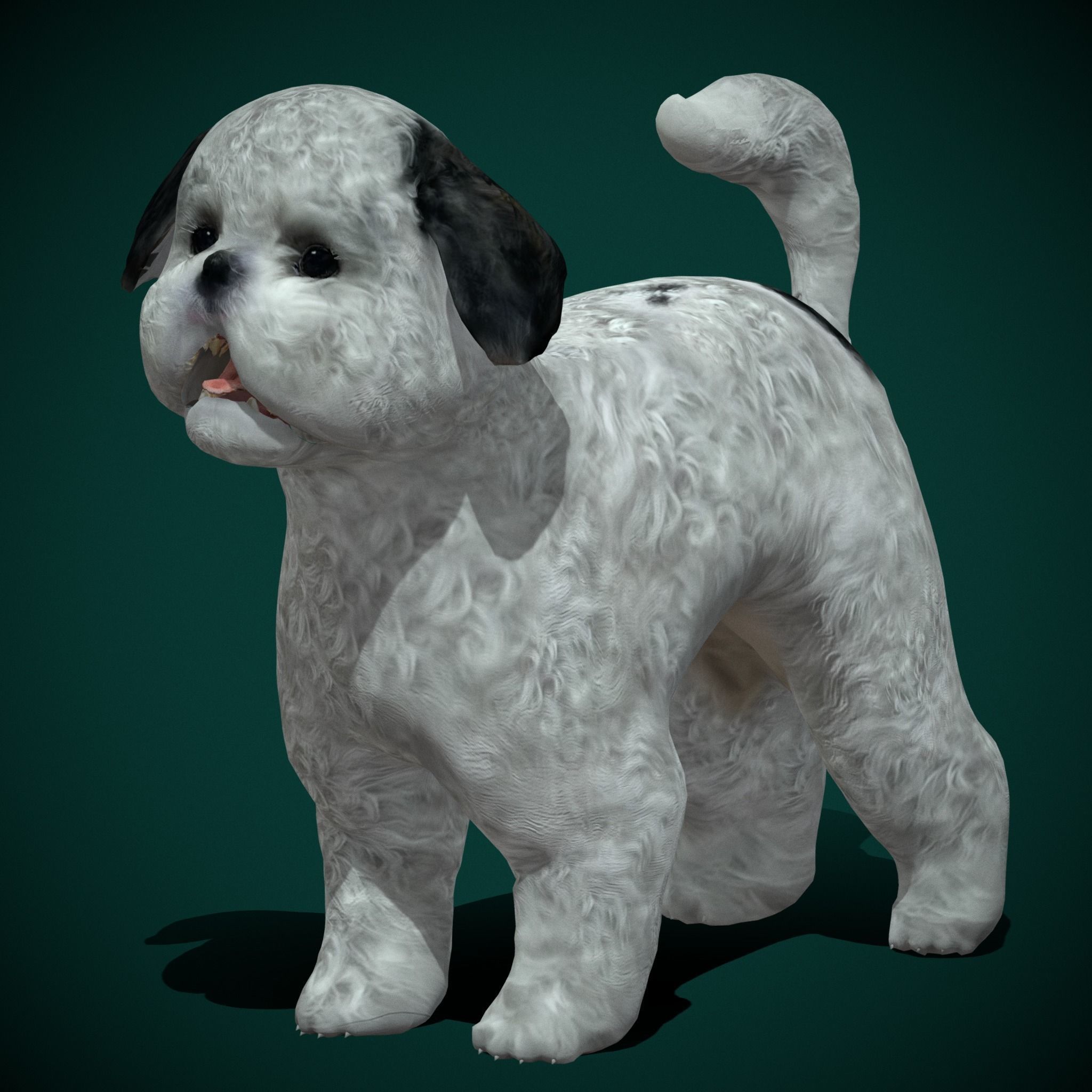 Bichon Frise Dog Breed 3D model_8