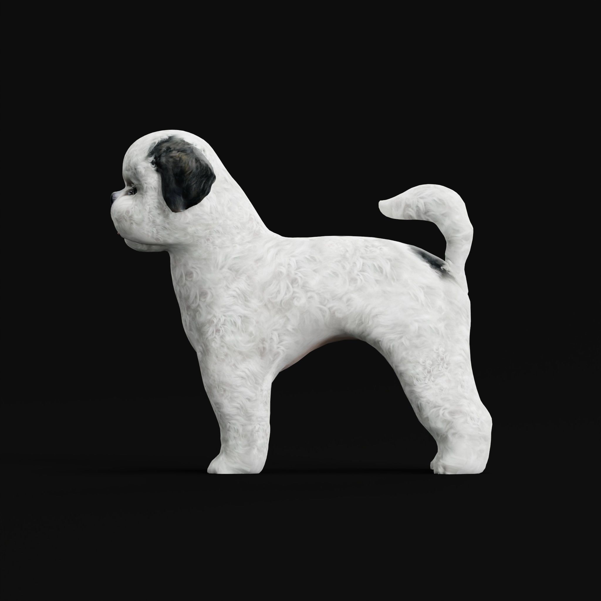 Bichon Frise Dog Breed 3D model_21
