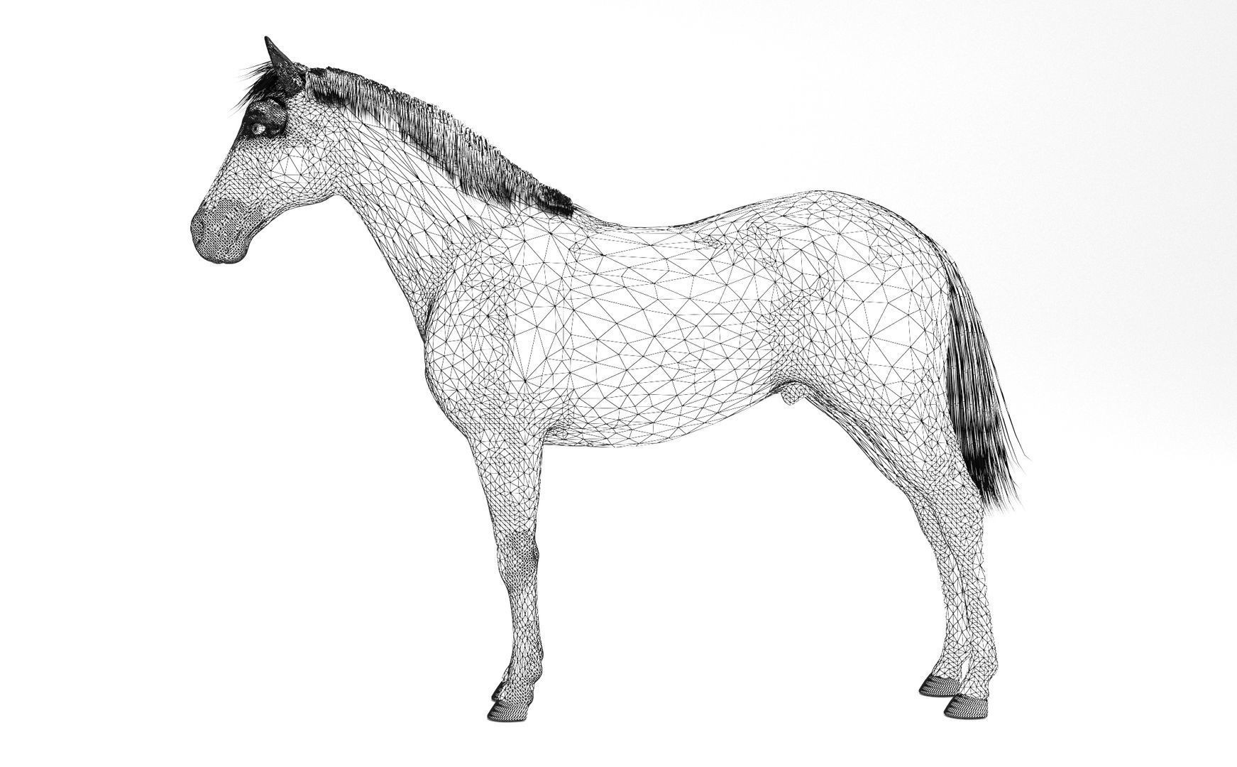 White Horse 4K 3D model_5