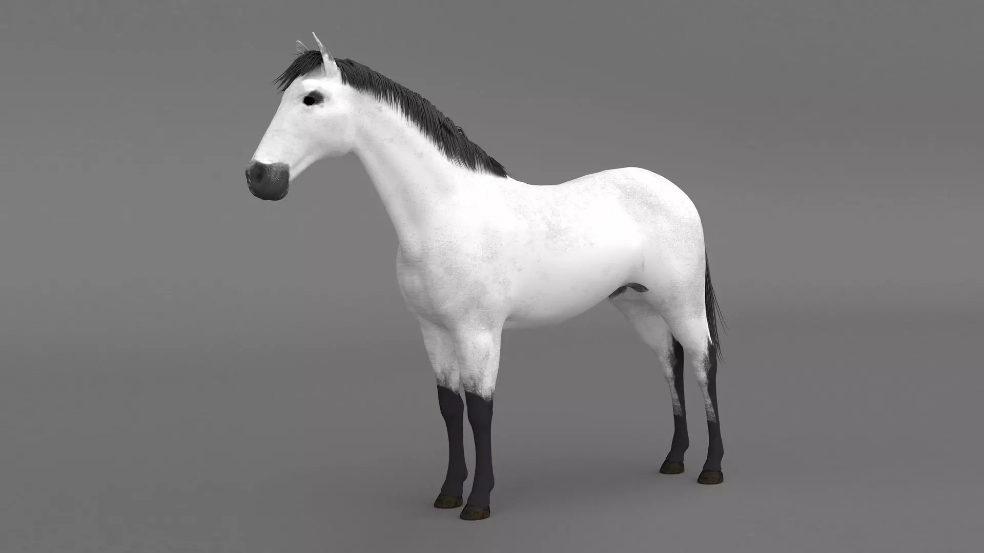 White Horse 4K 3D model_0