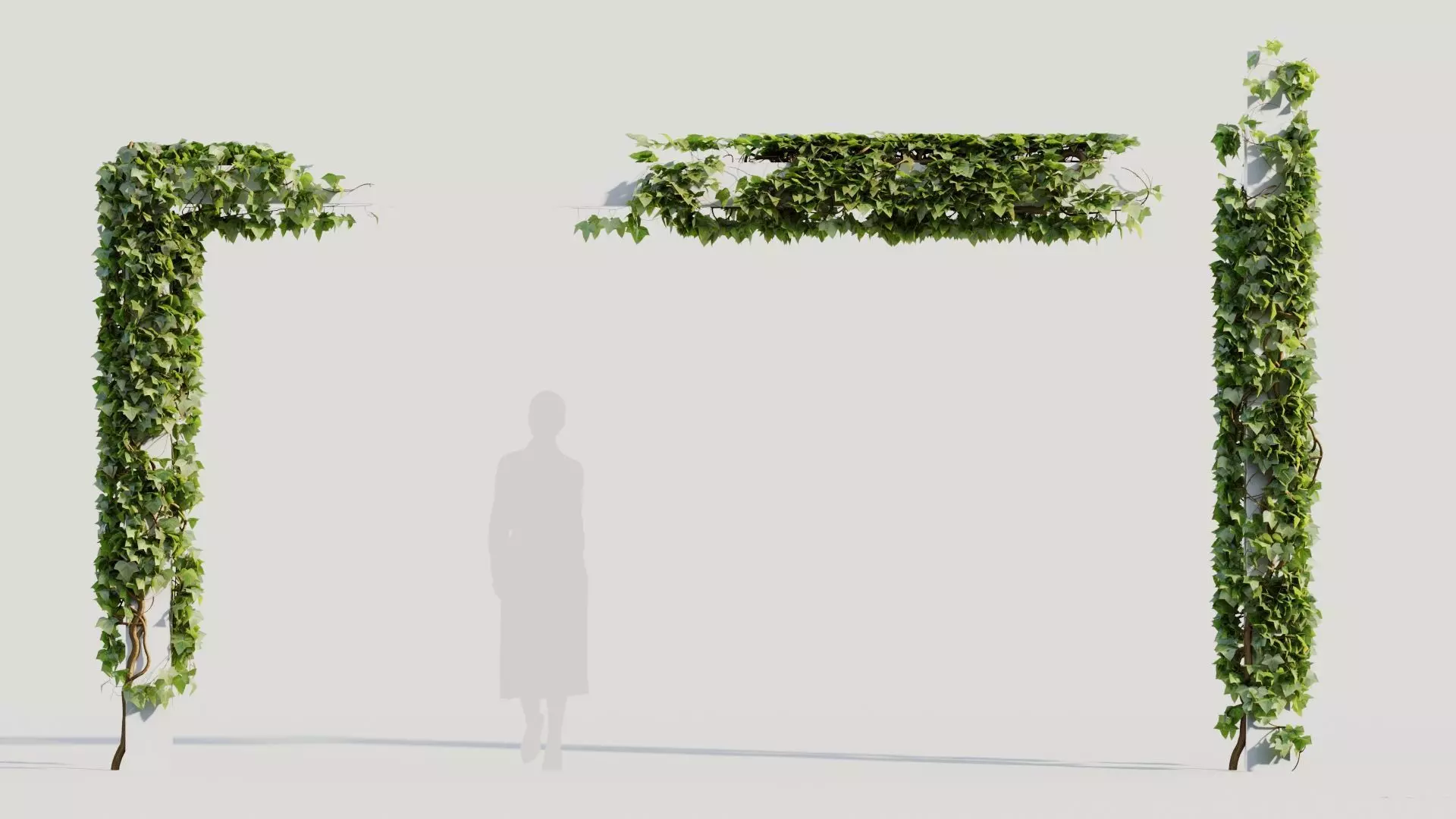 Hedera helix d 3D model_0