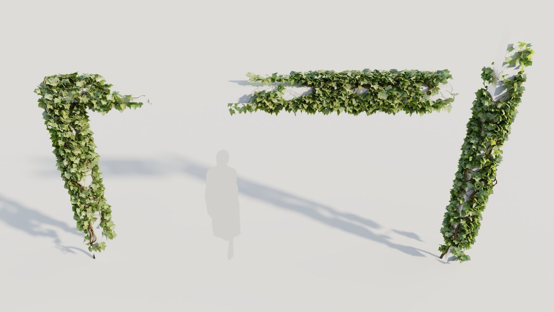 Hedera helix d 3D model_3