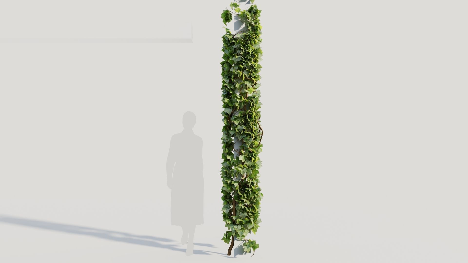 Hedera helix d 3D model_8