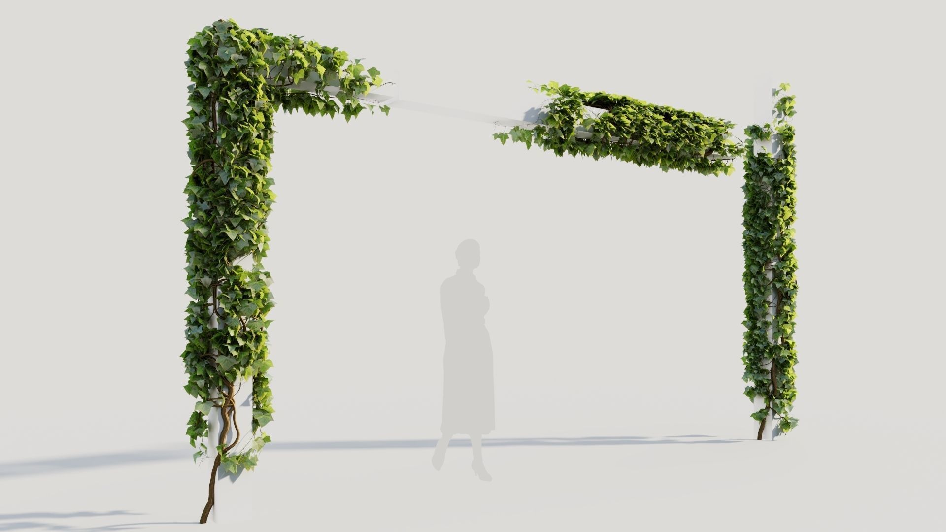 Hedera helix d 3D model_4