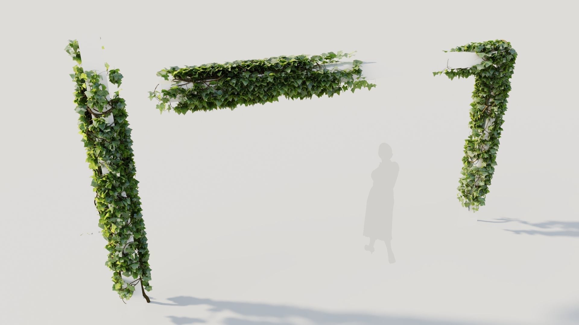 Hedera helix d 3D model_5