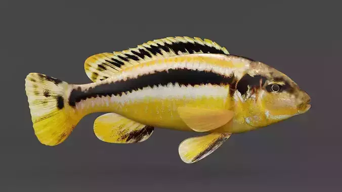 Auratus Fish