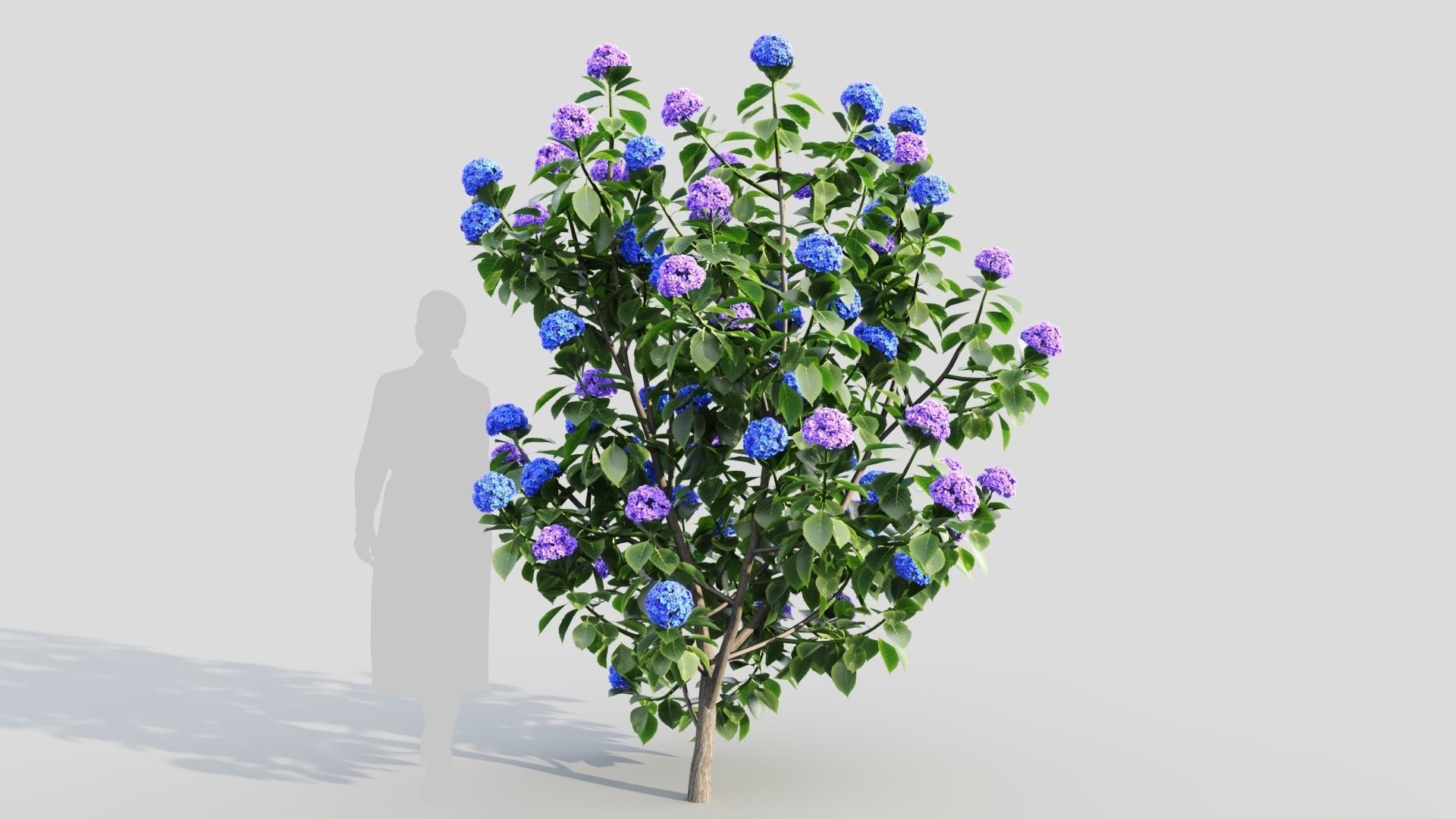 Hydrangea macrophylla b 3D model_6