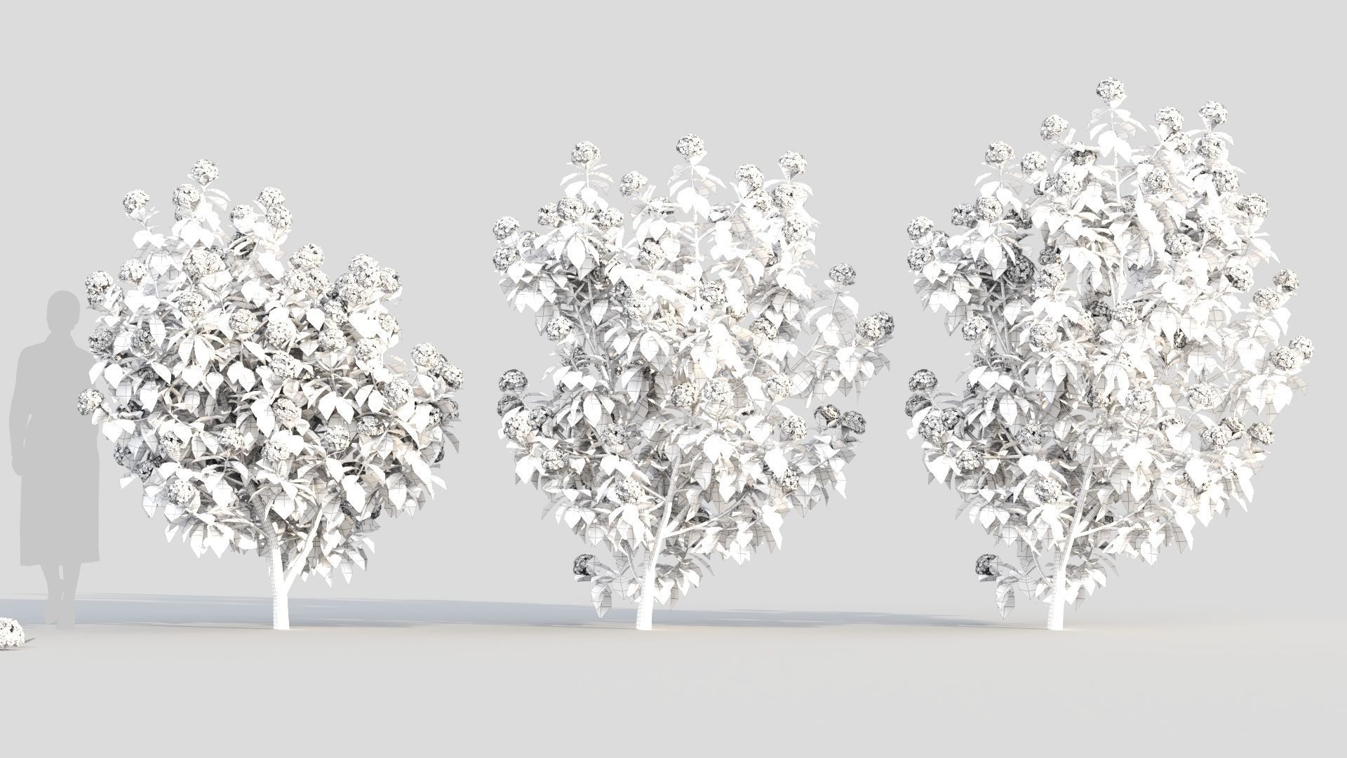 Hydrangea macrophylla b 3D model_8