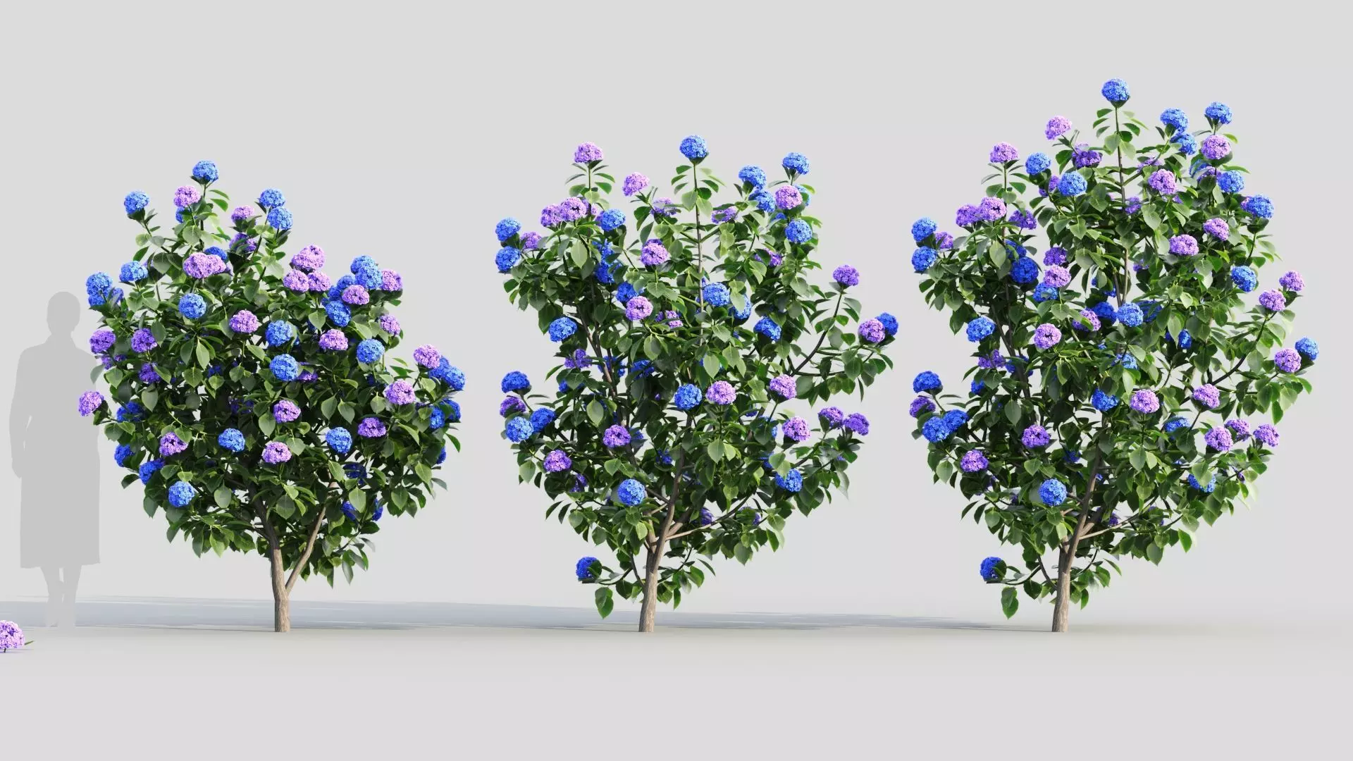 Hydrangea macrophylla b 3D model_0