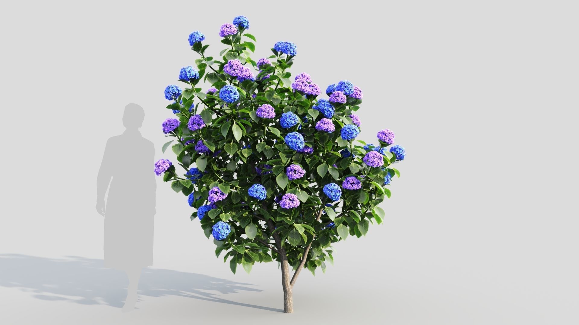 Hydrangea macrophylla b 3D model_5