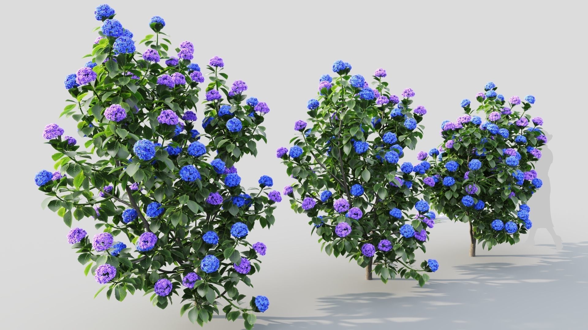 Hydrangea macrophylla b 3D model_4