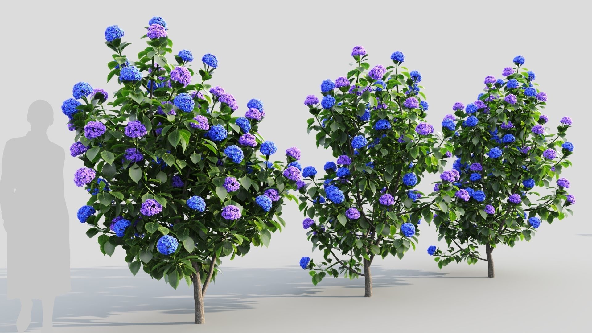 Hydrangea macrophylla b 3D model_3