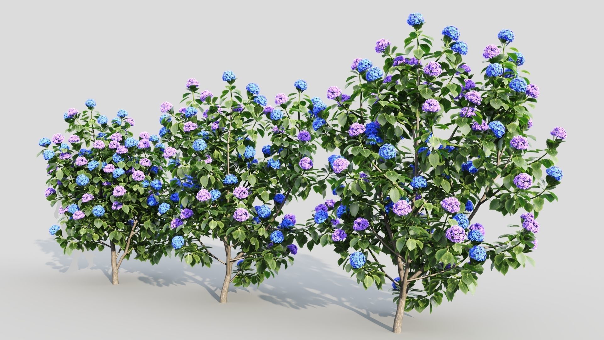 Hydrangea macrophylla b 3D model_1