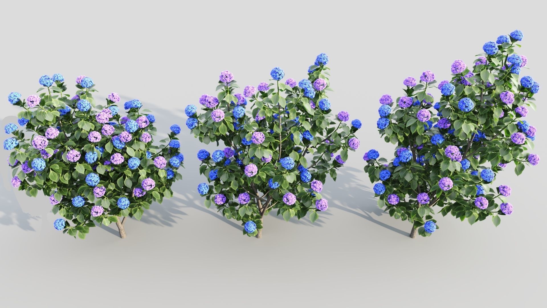 Hydrangea macrophylla b 3D model_2