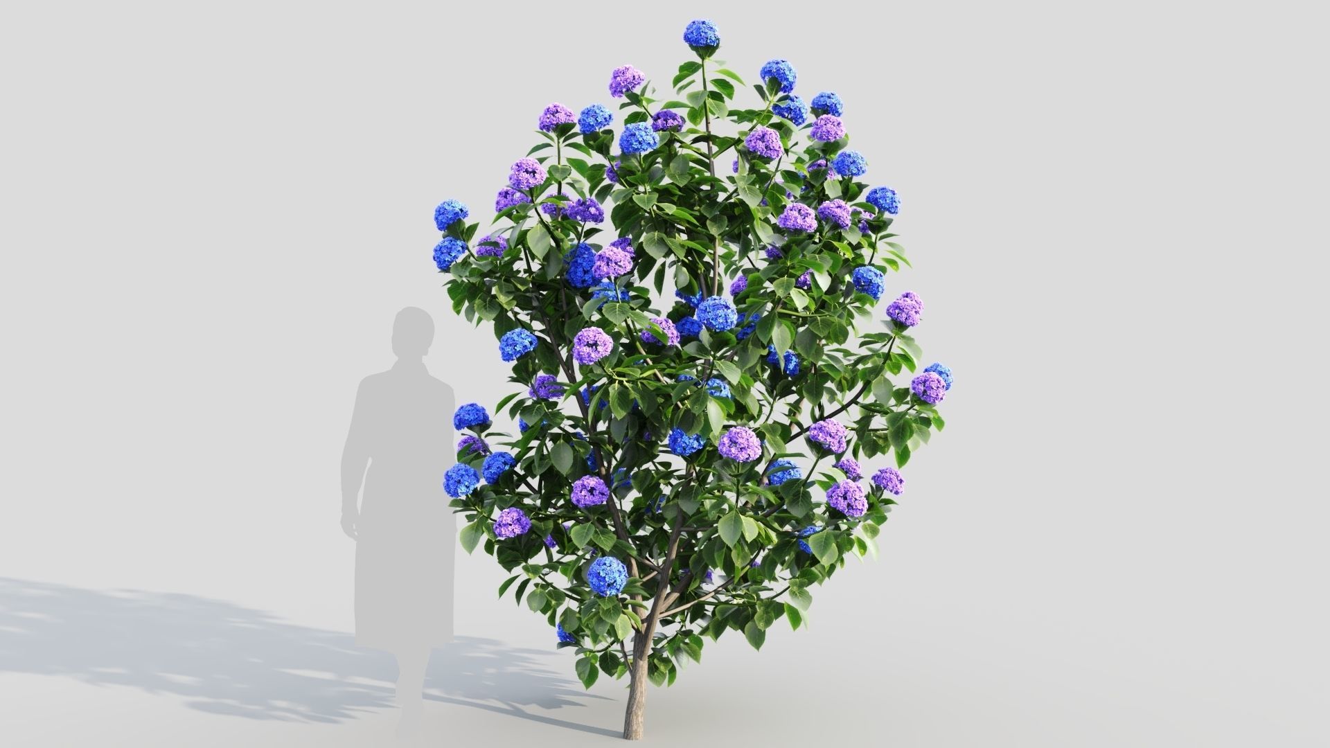 Hydrangea macrophylla b 3D model_7