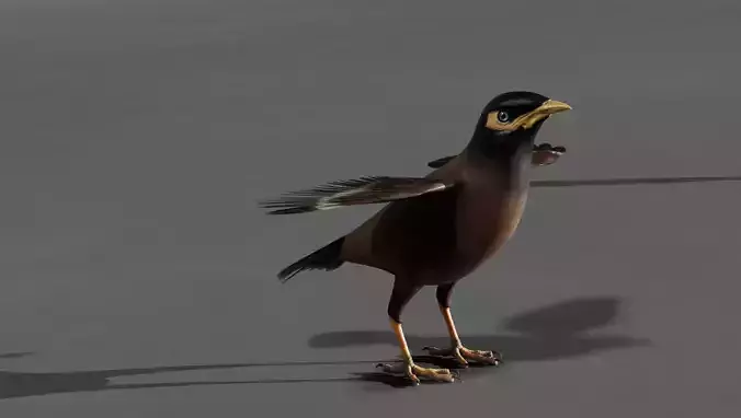 Mynah Bird