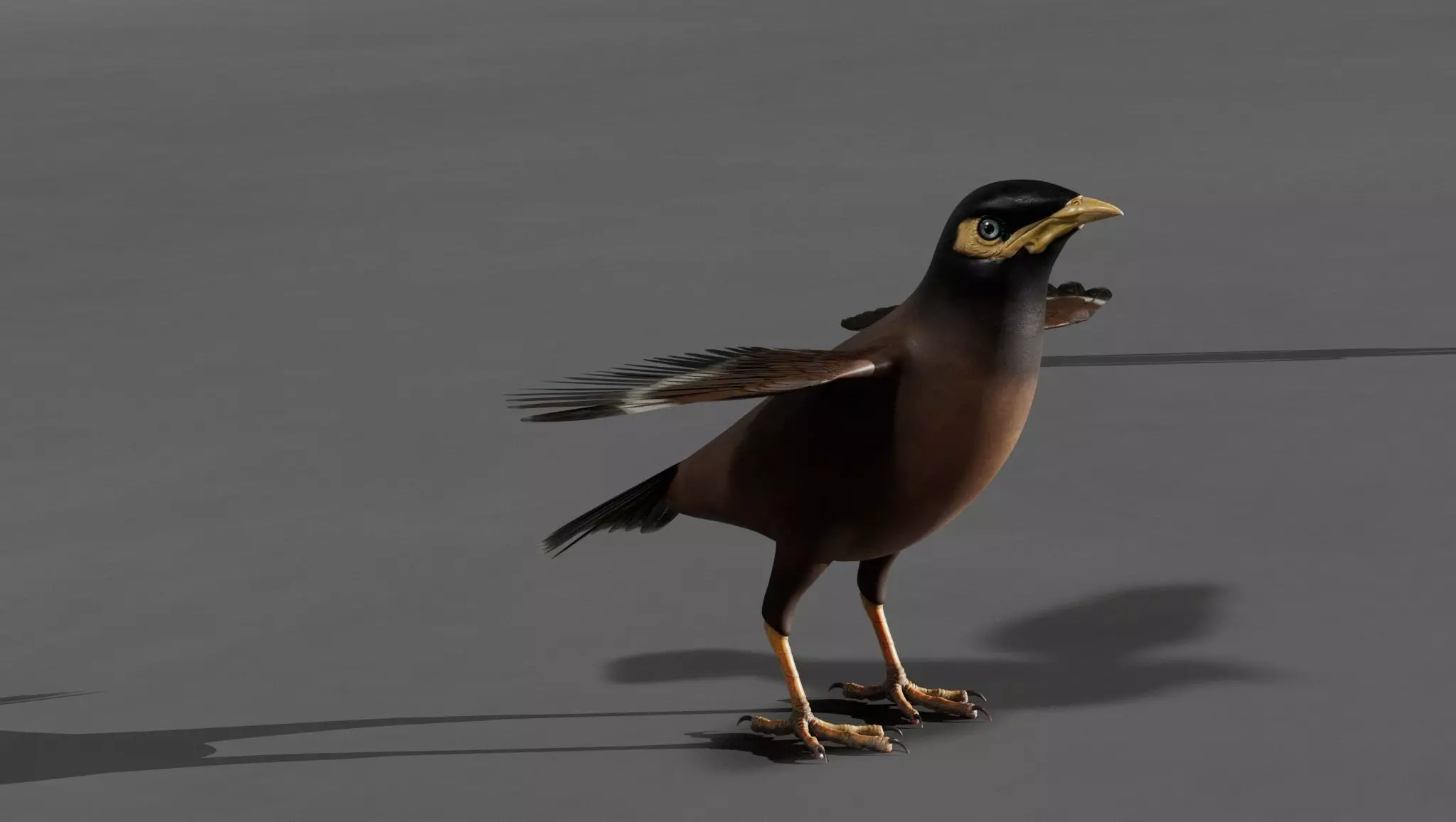 Mynah Bird 3D model_0