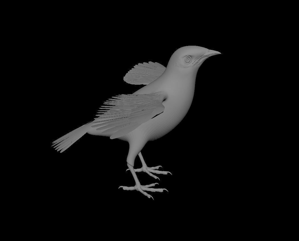 Mynah Bird 3D model_3