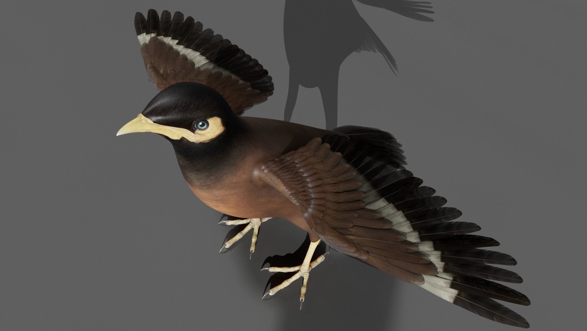 Mynah Bird 3D model_7