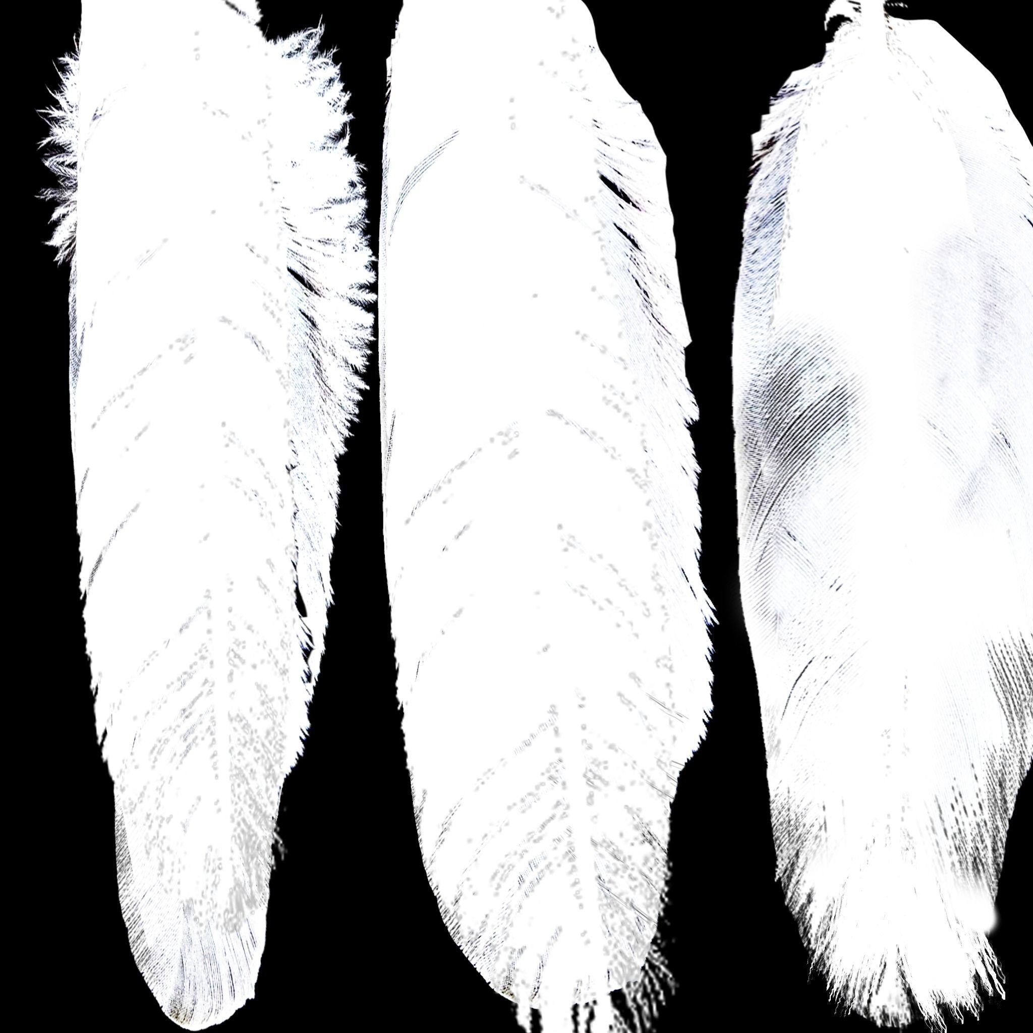 Mynah Bird 3D model_6