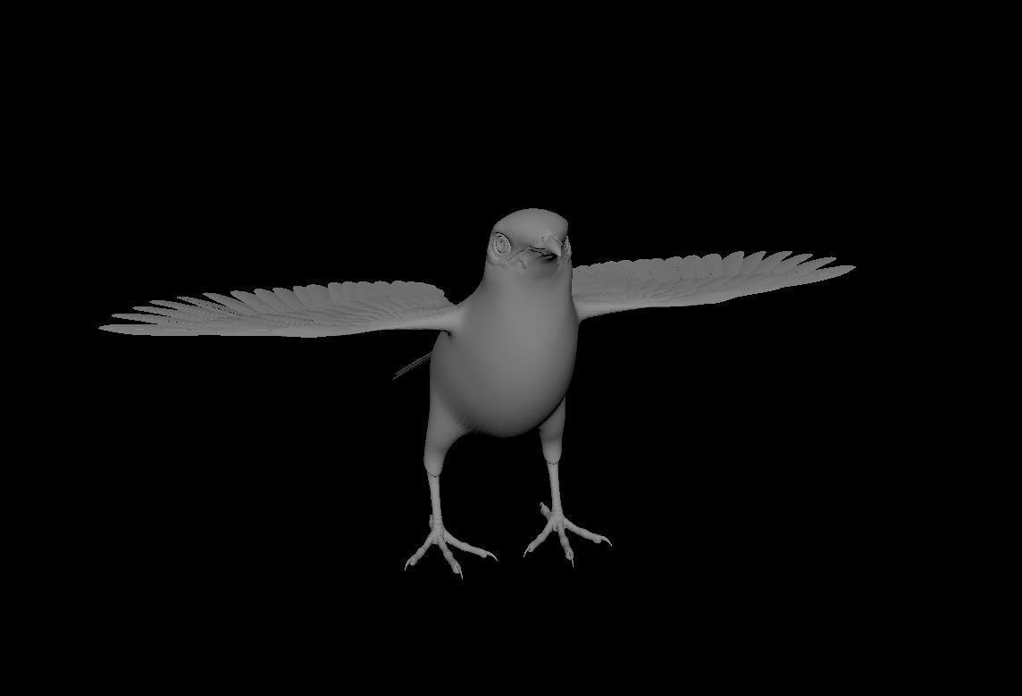 Mynah Bird 3D model_4