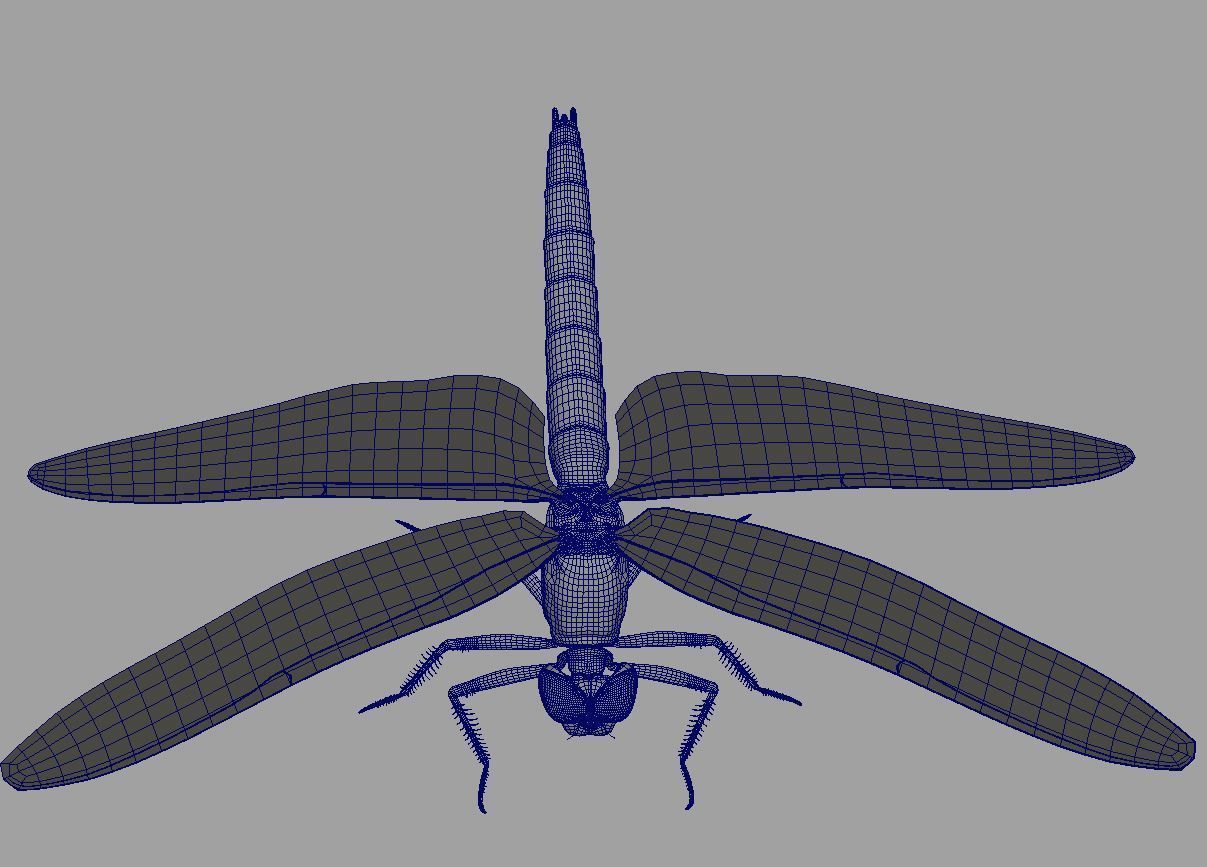 Dragon Fly 3D model_5