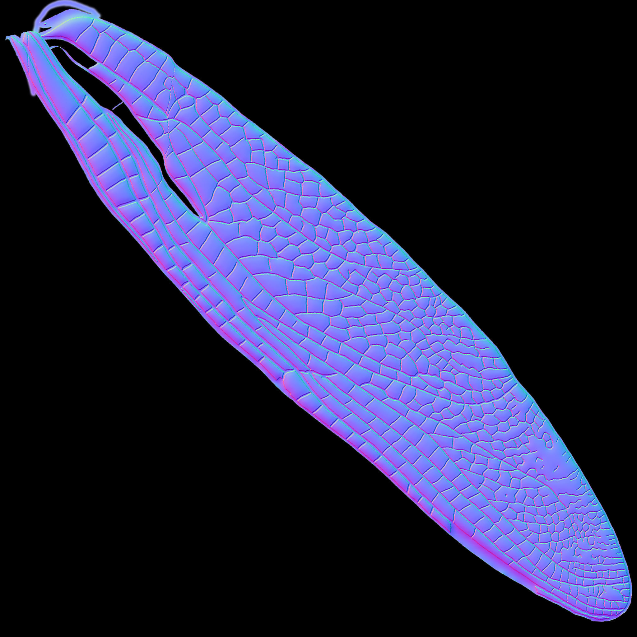 Dragon Fly 3D model_11