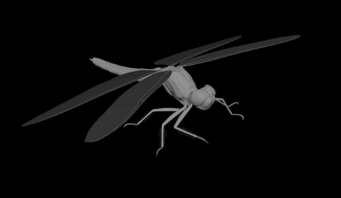 Dragon Fly 3D model_7