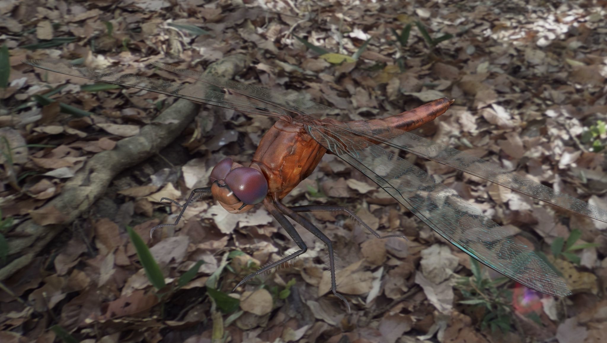 Dragon Fly 3D model_1