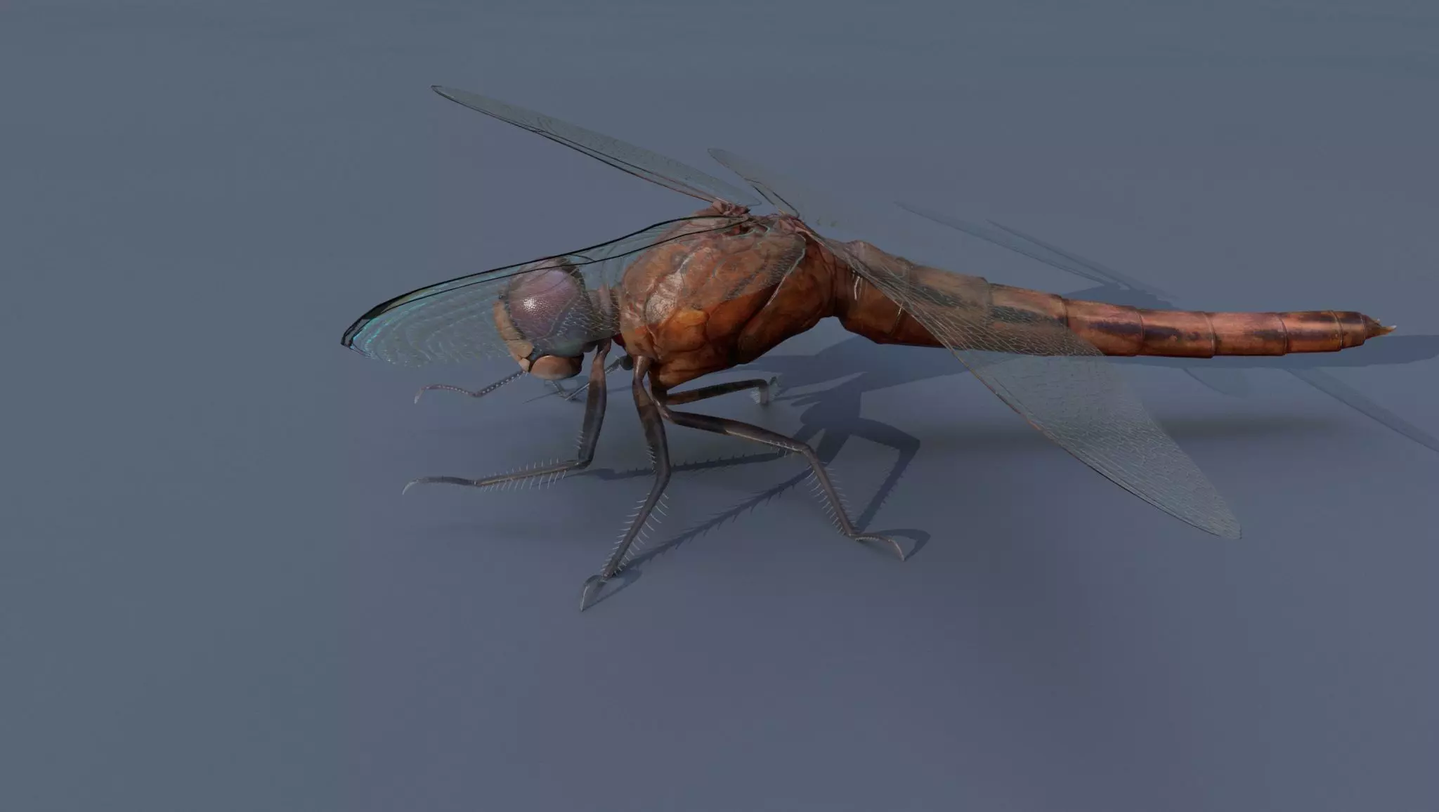 Dragon Fly 3D model_0