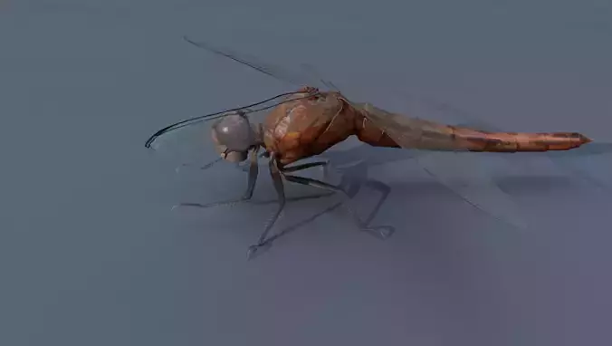 Dragon Fly