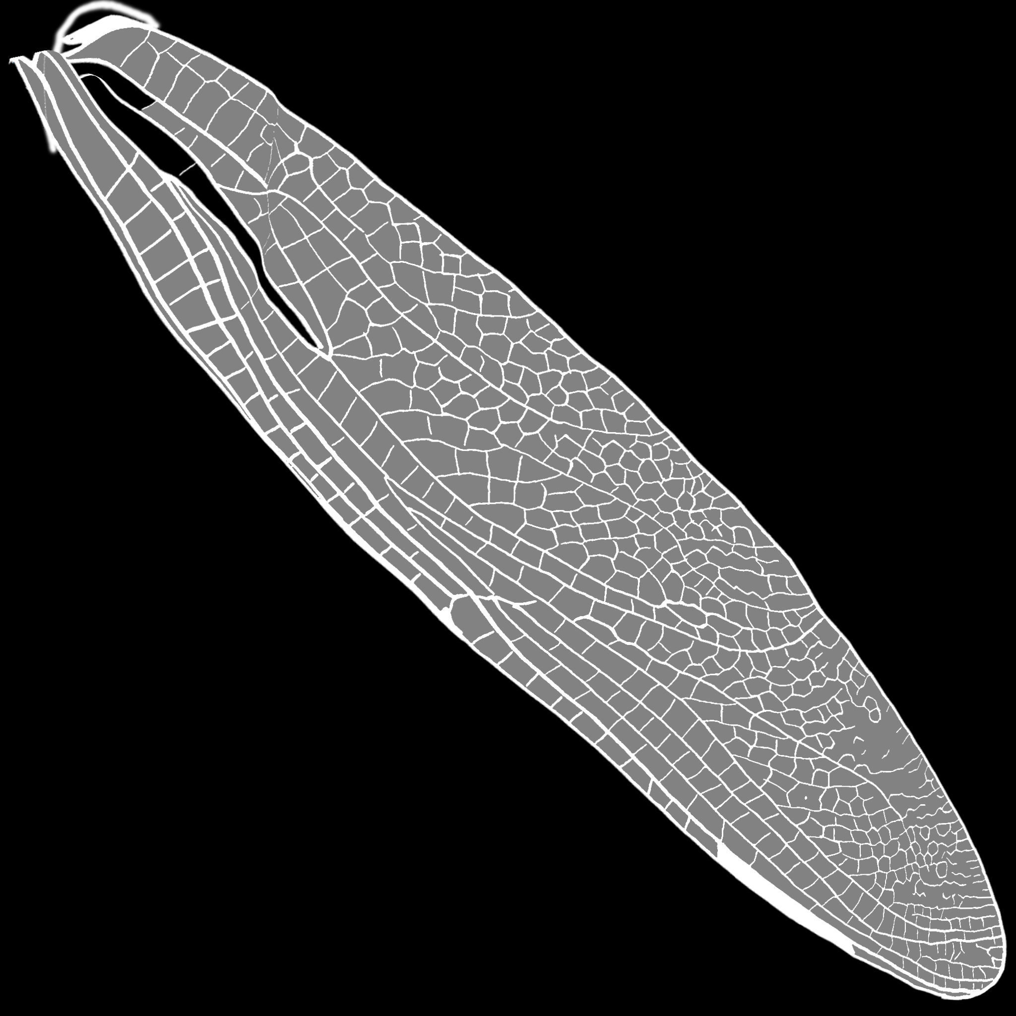 Dragon Fly 3D model_15