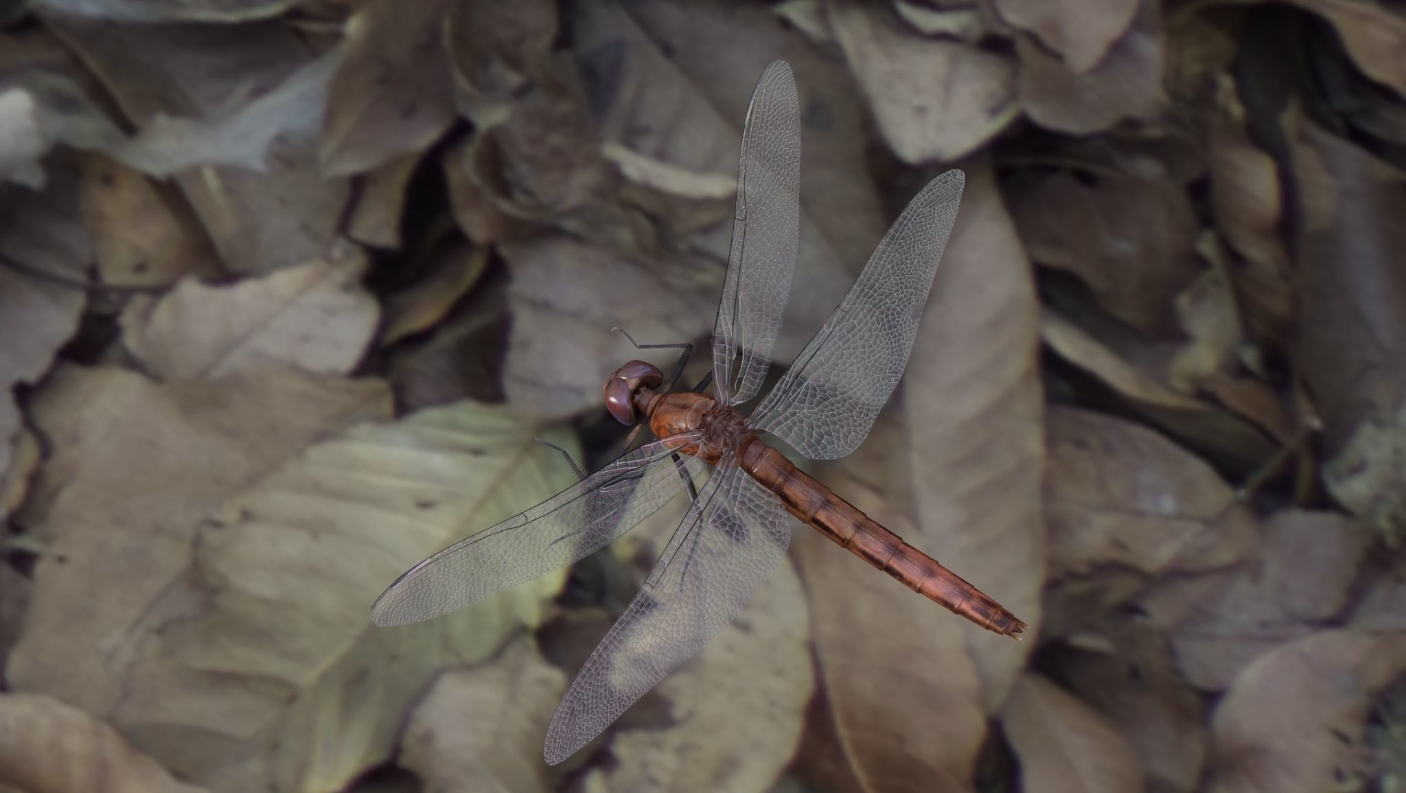Dragon Fly 3D model_2
