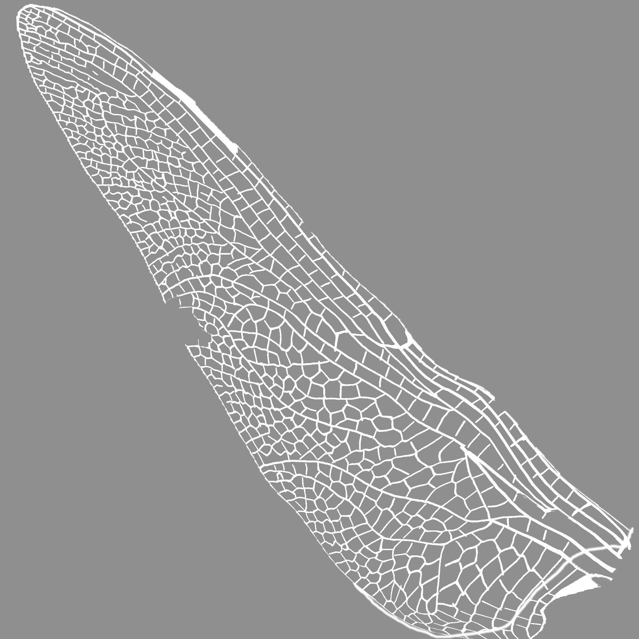 Dragon Fly 3D model_13