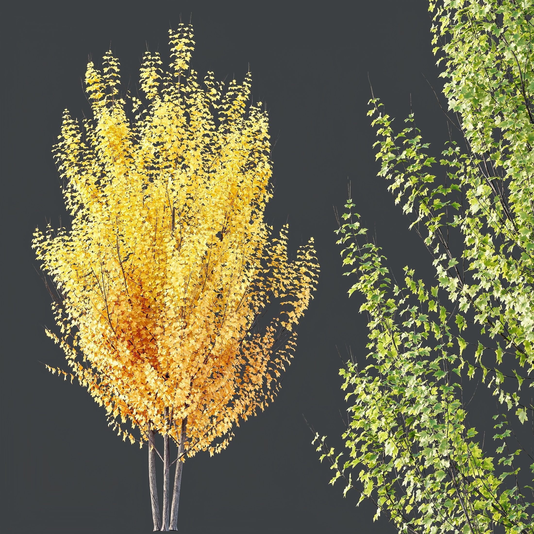 Acer freemanii Freeman Maple Sapindaceae Autumn Blaze Set02 3D model_3