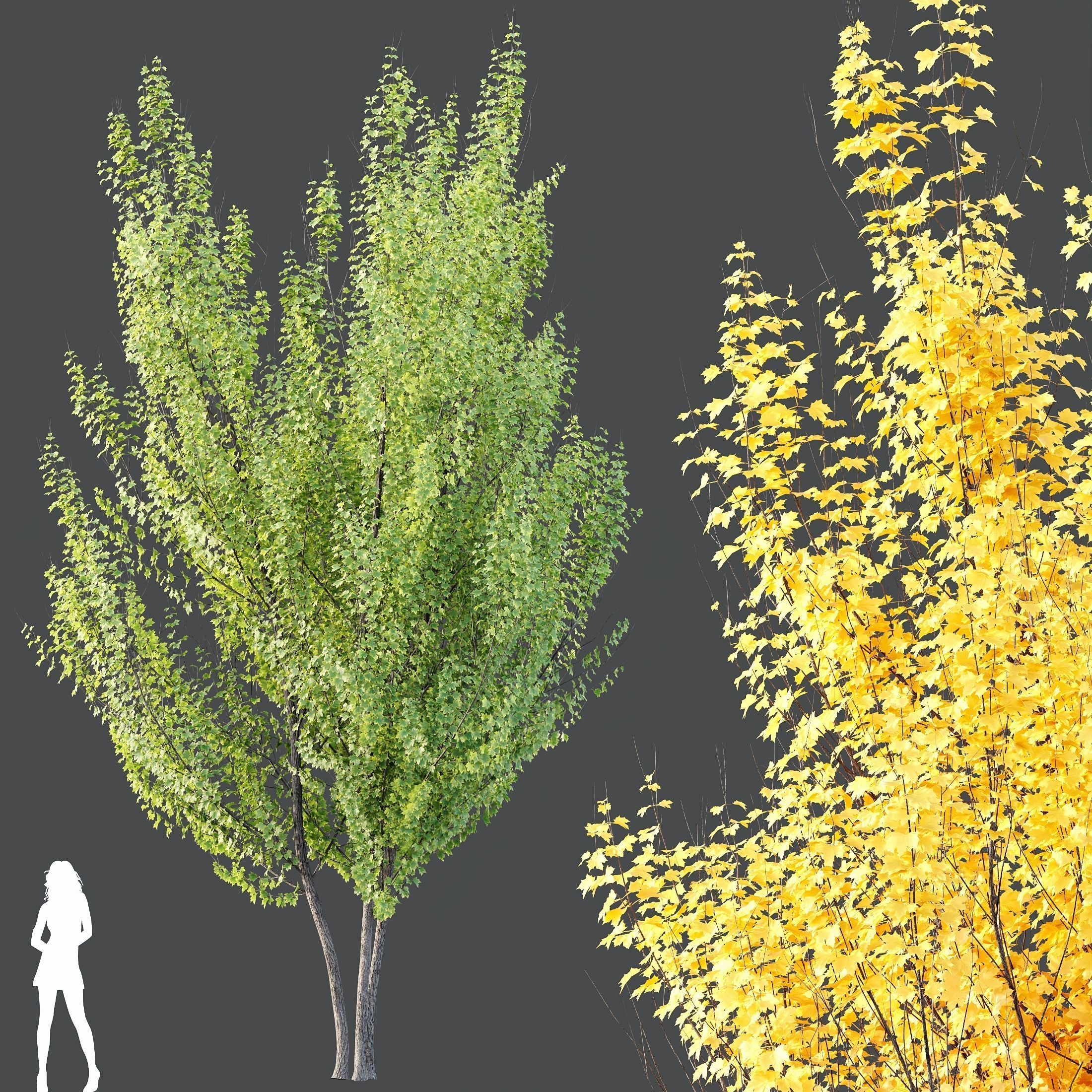 Acer freemanii Freeman Maple Sapindaceae Autumn Blaze Set02 3D model_2