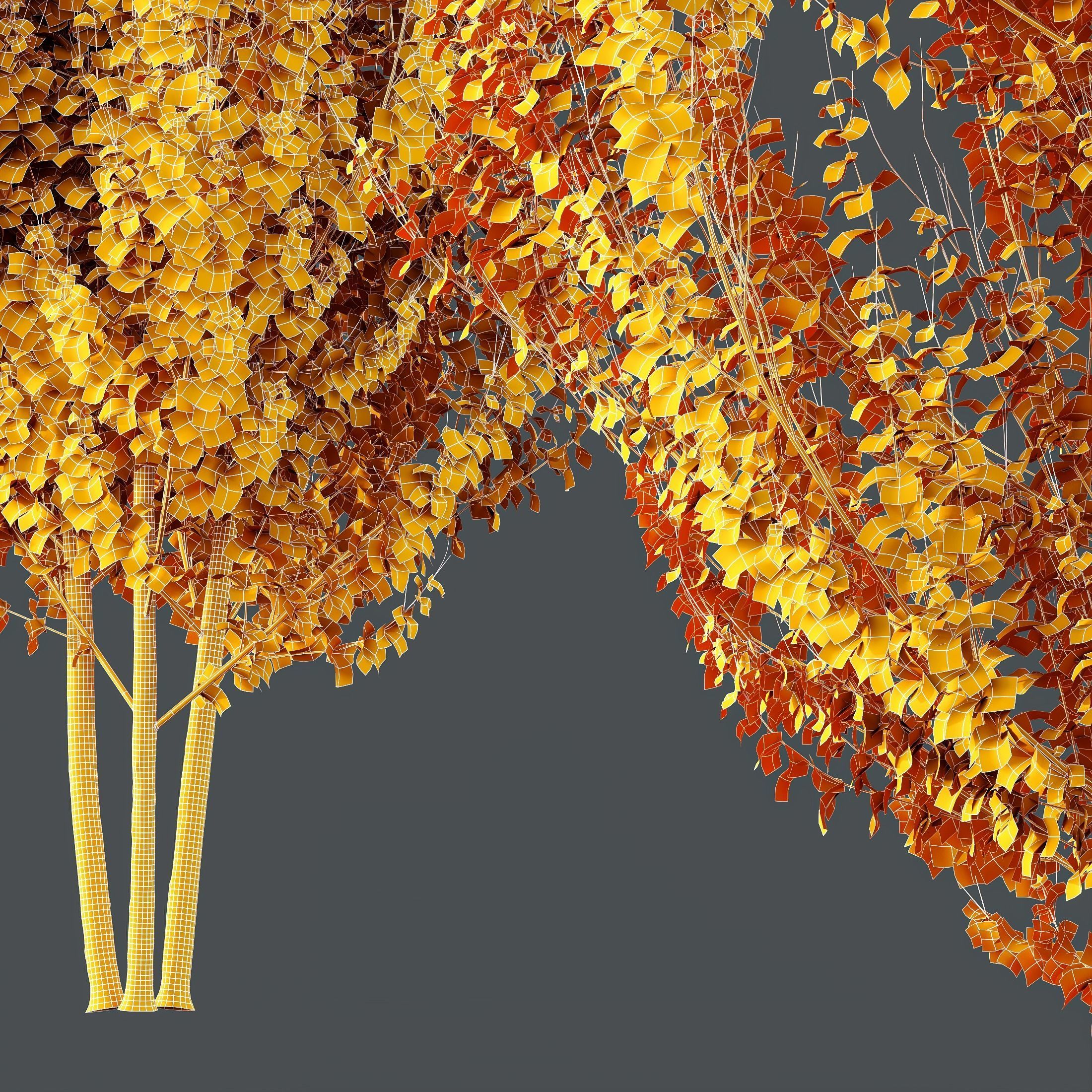 Acer freemanii Freeman Maple Sapindaceae Autumn Blaze Set02 3D model_4