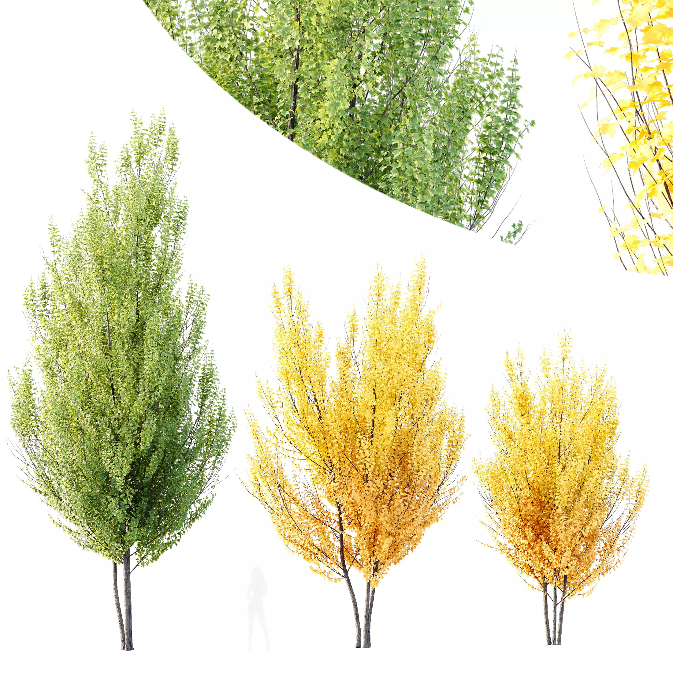 Acer freemanii Freeman Maple Sapindaceae Autumn Blaze Set02 3D model_0