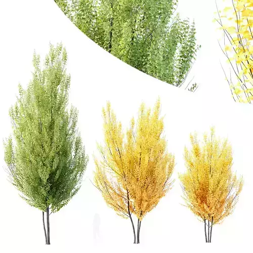 Acer freemanii Freeman Maple Sapindaceae Autumn Blaze Set02 3D model