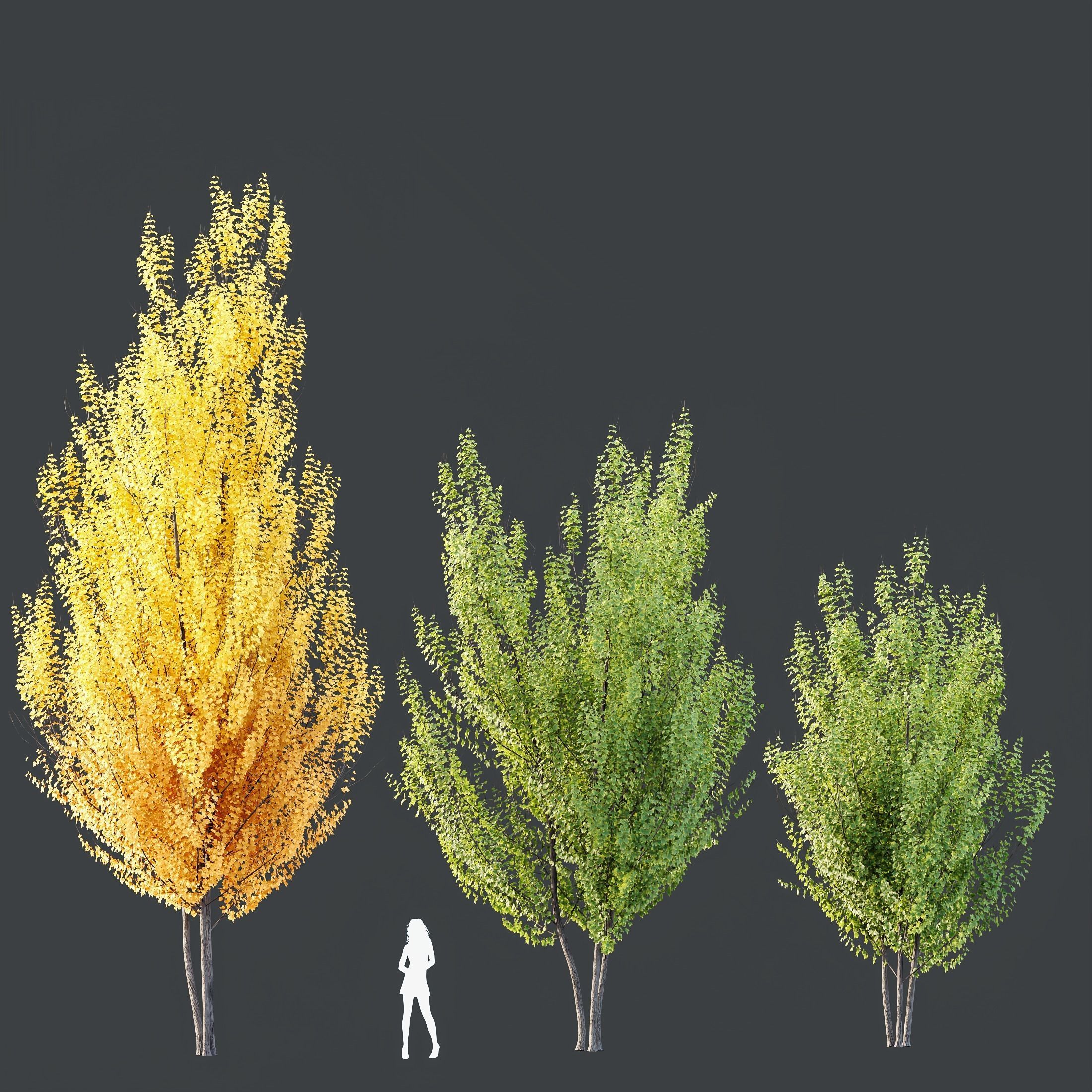 Acer freemanii Freeman Maple Sapindaceae Autumn Blaze Set02 3D model_1